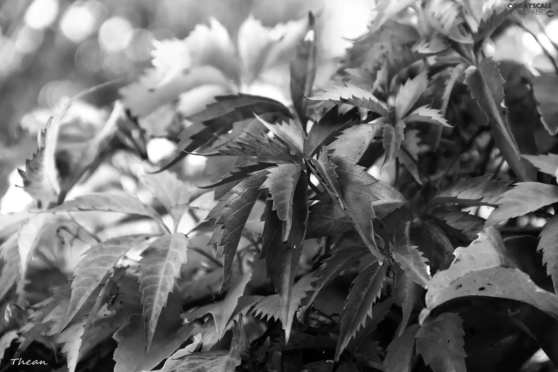 Virginia Creeper, color, Leaf, climber