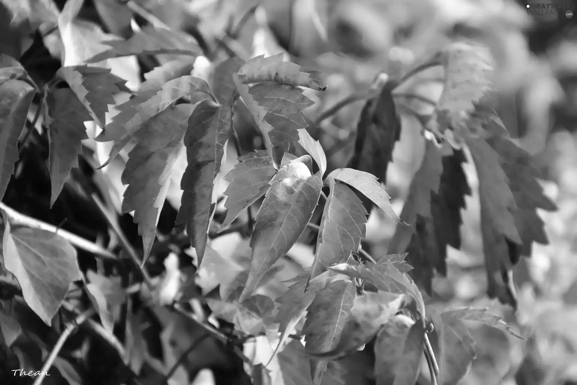 Virginia Creeper, color, Leaf, climber