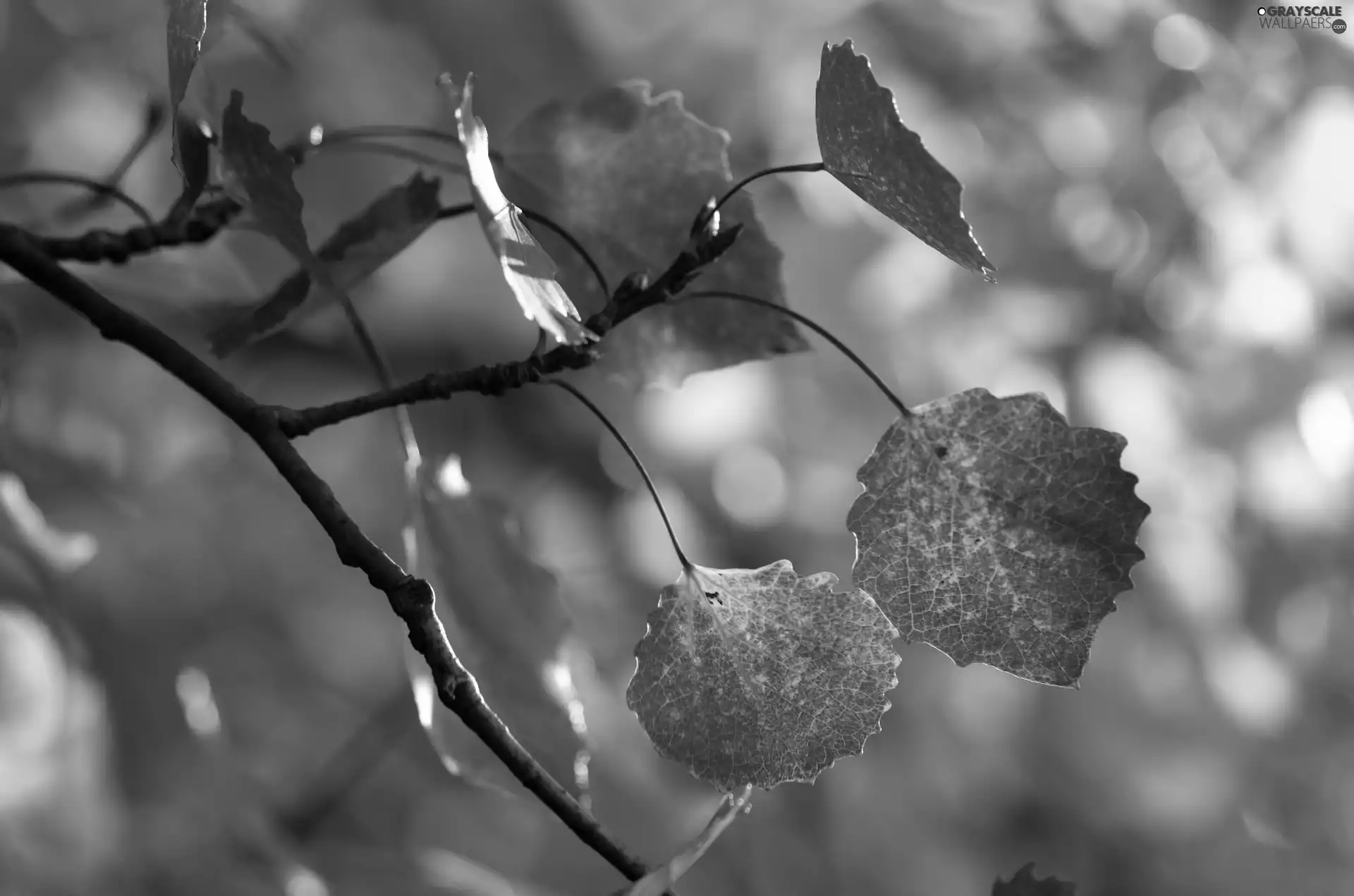 color, autumn, Leaf, Colours