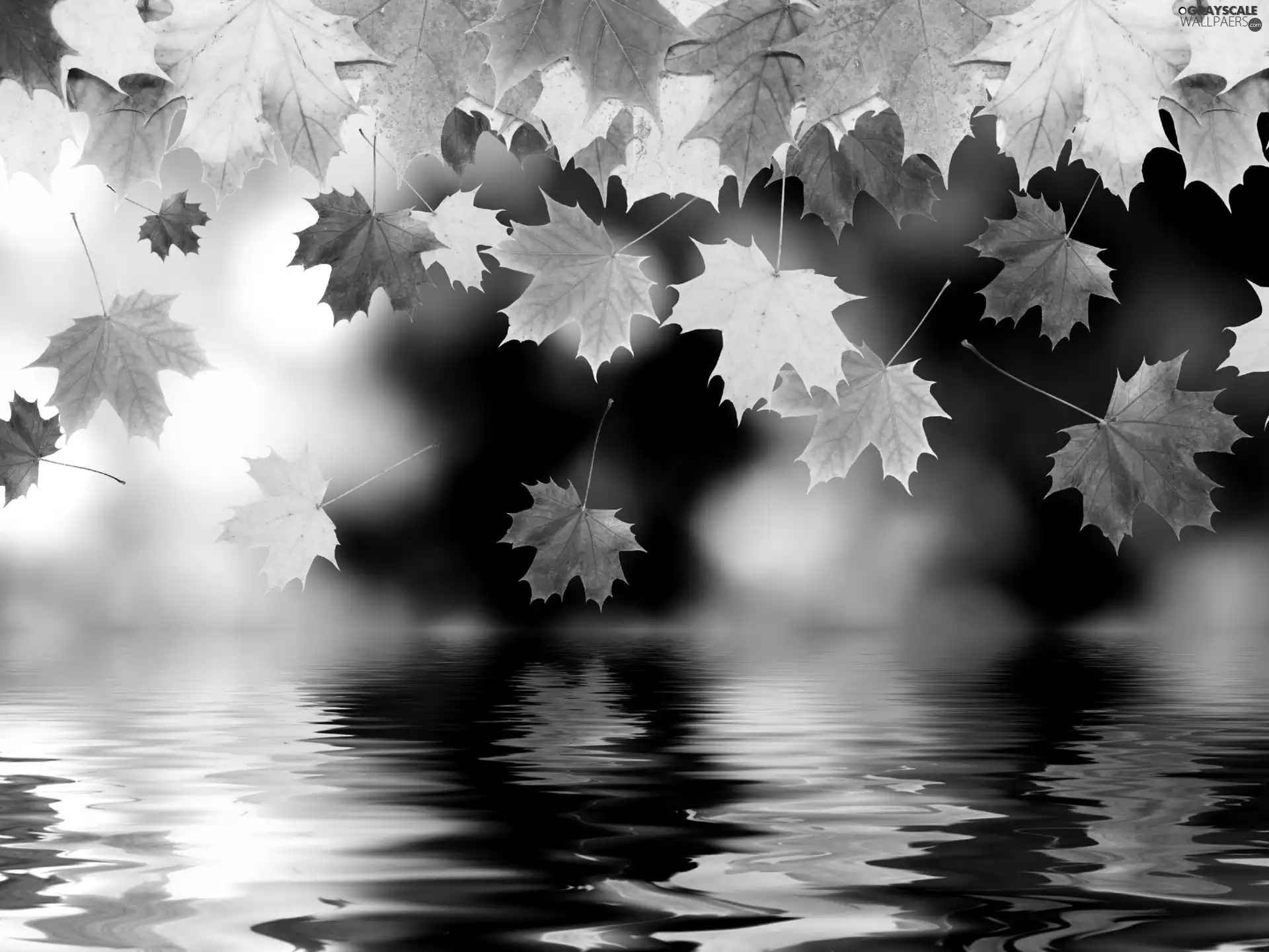 Leaf, autumn, color