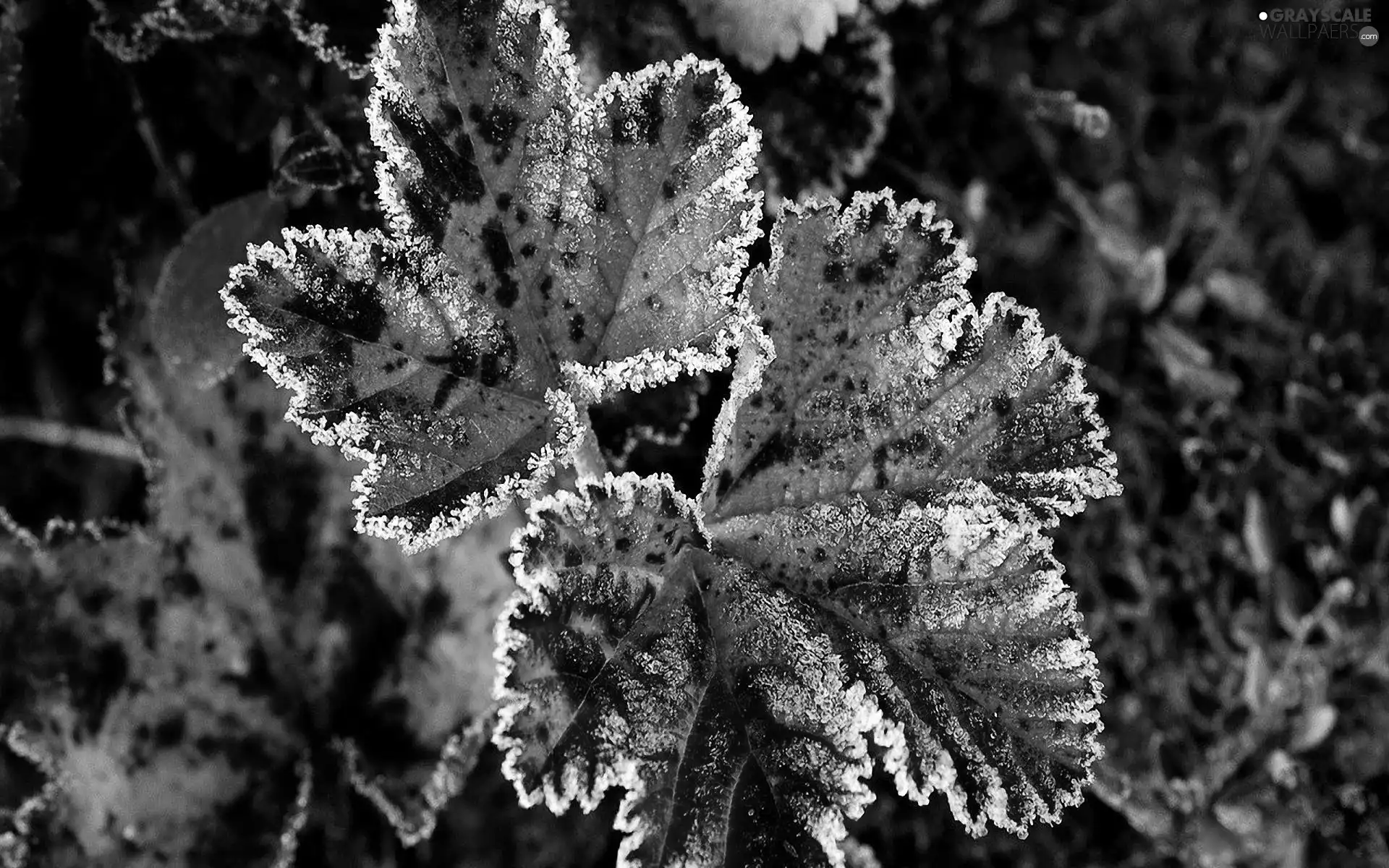 Leaf, frosty, color