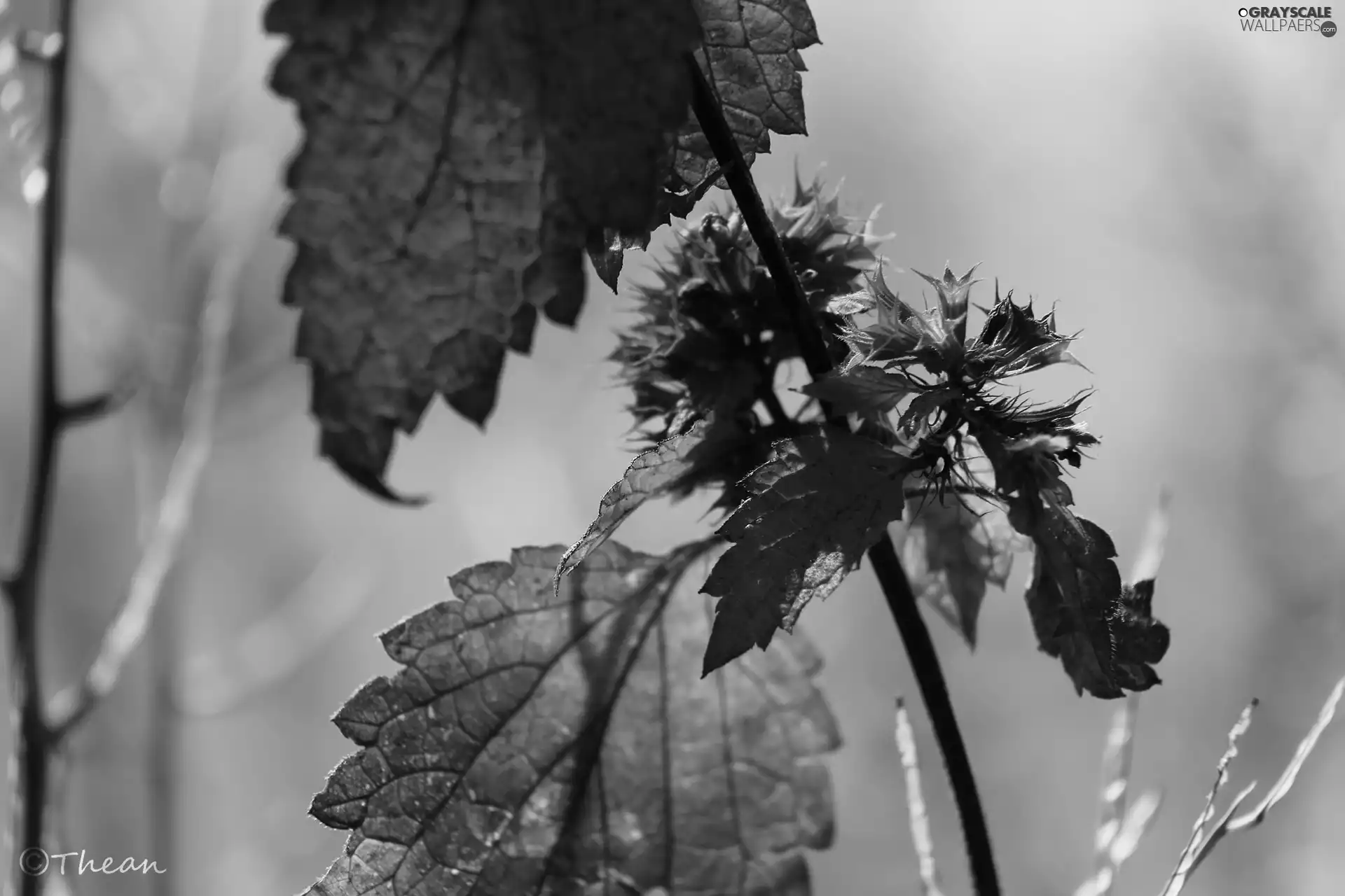 Leaf, plant, color