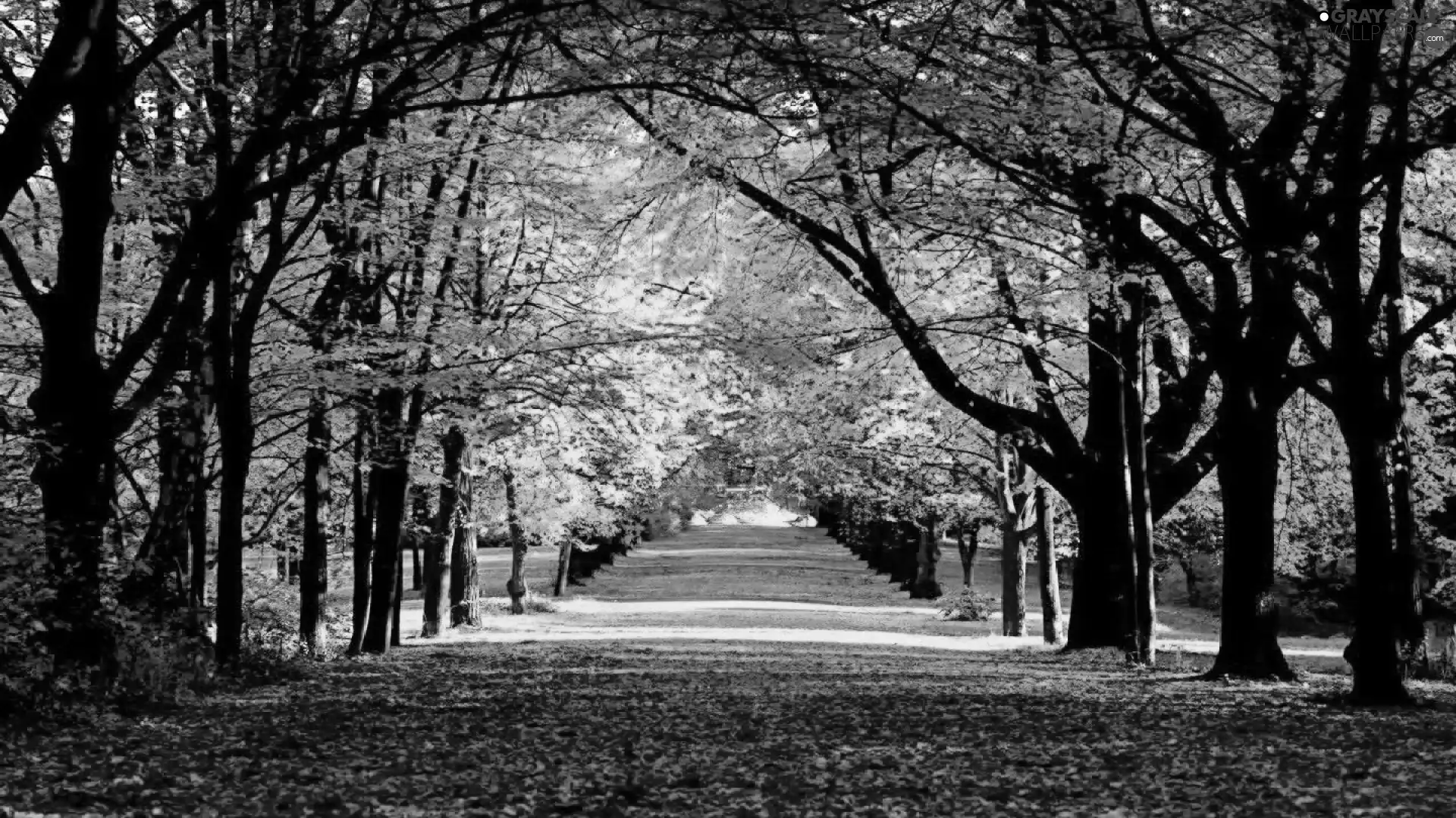 color, viewes, Leaf, trees