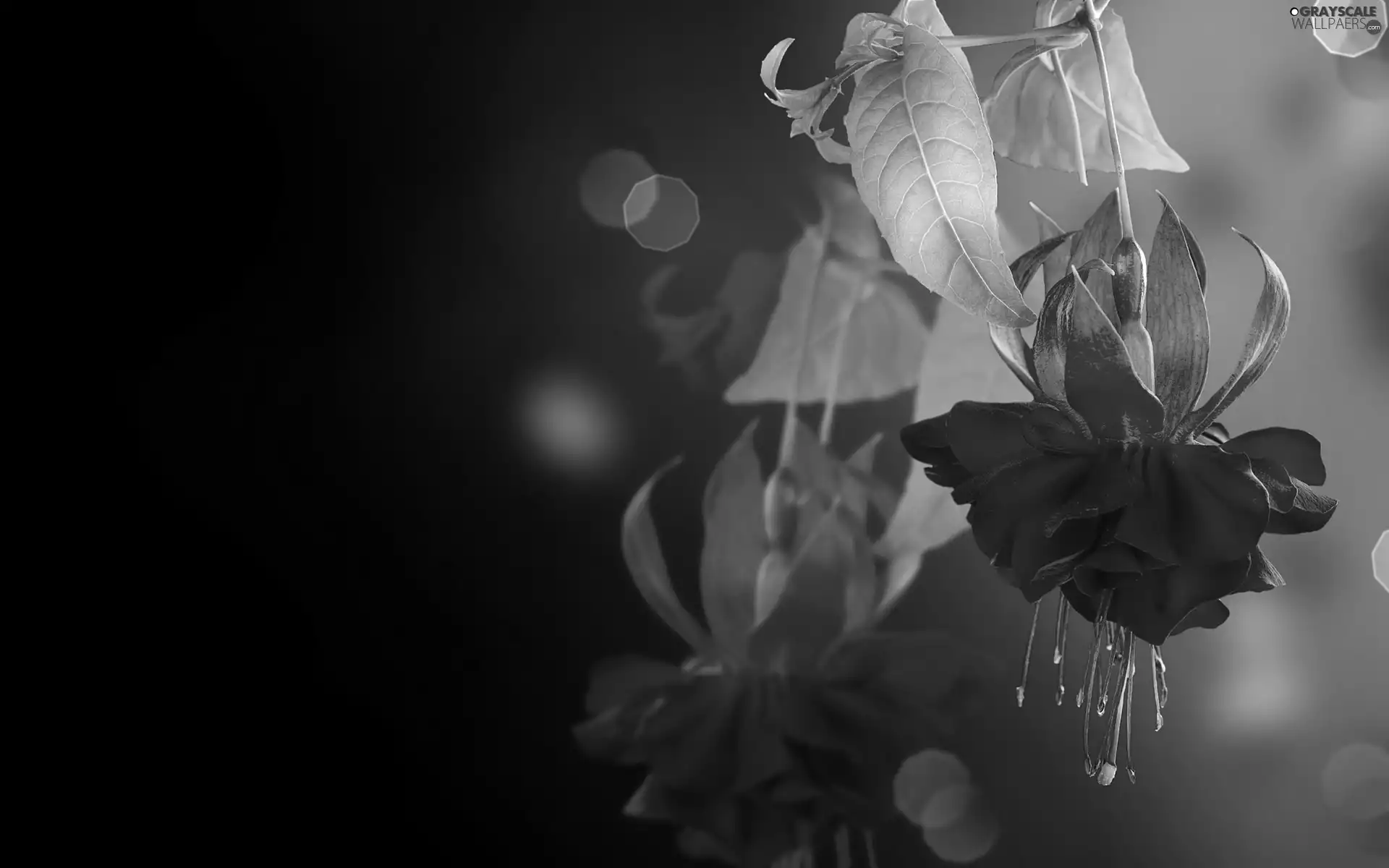 Colourfull Flowers, Bokeh, fuchsia, Leaf