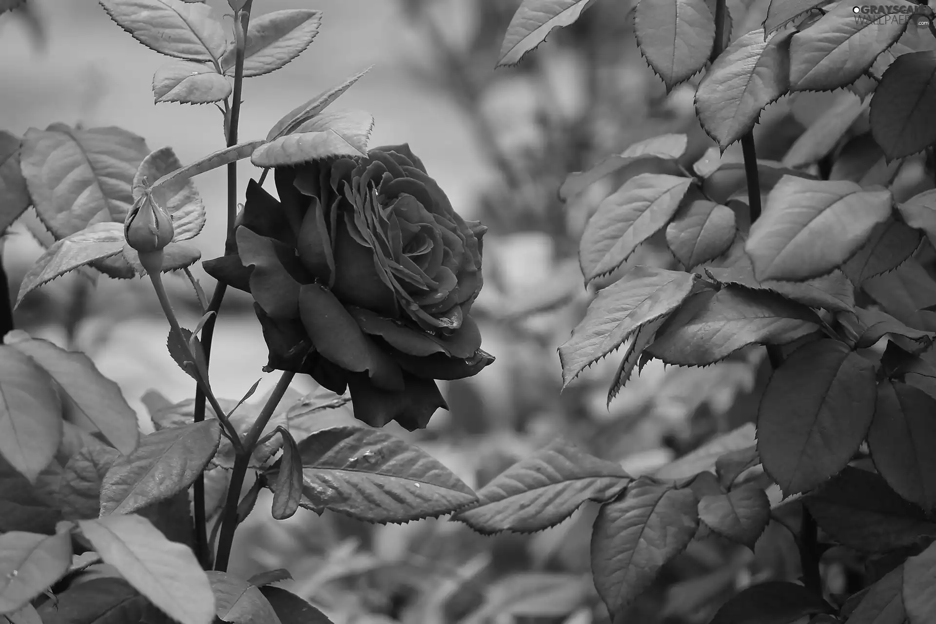 rose, stems, Leaf, Colourfull Flowers