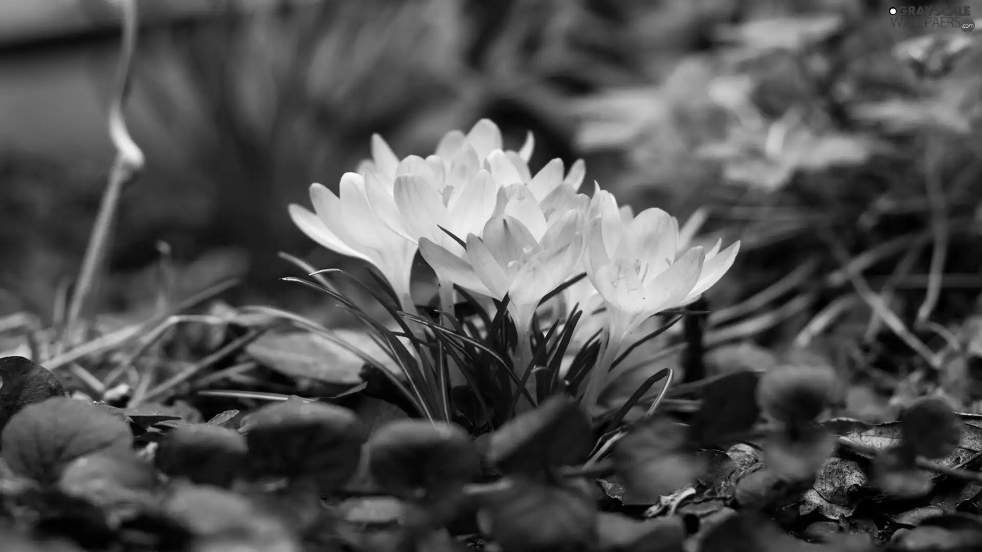 Leaf, cluster, crocus