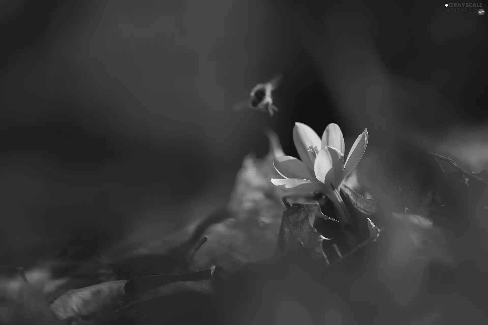 dry, Leaf, crocus, Insect, Violet