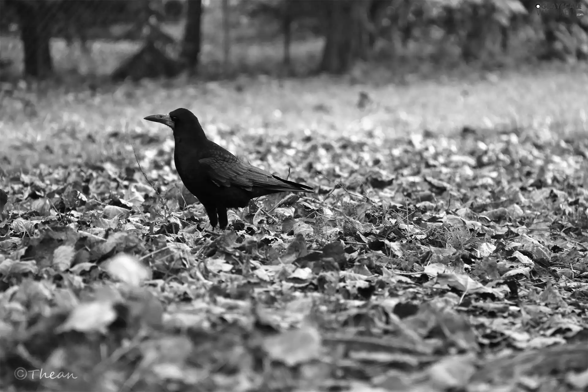 rook, dry, Leaf, Bird