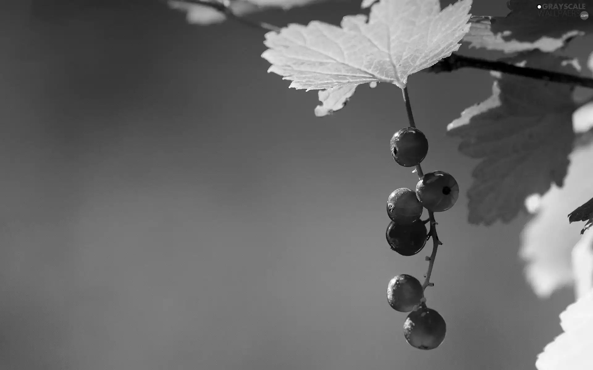 currants, Leaf