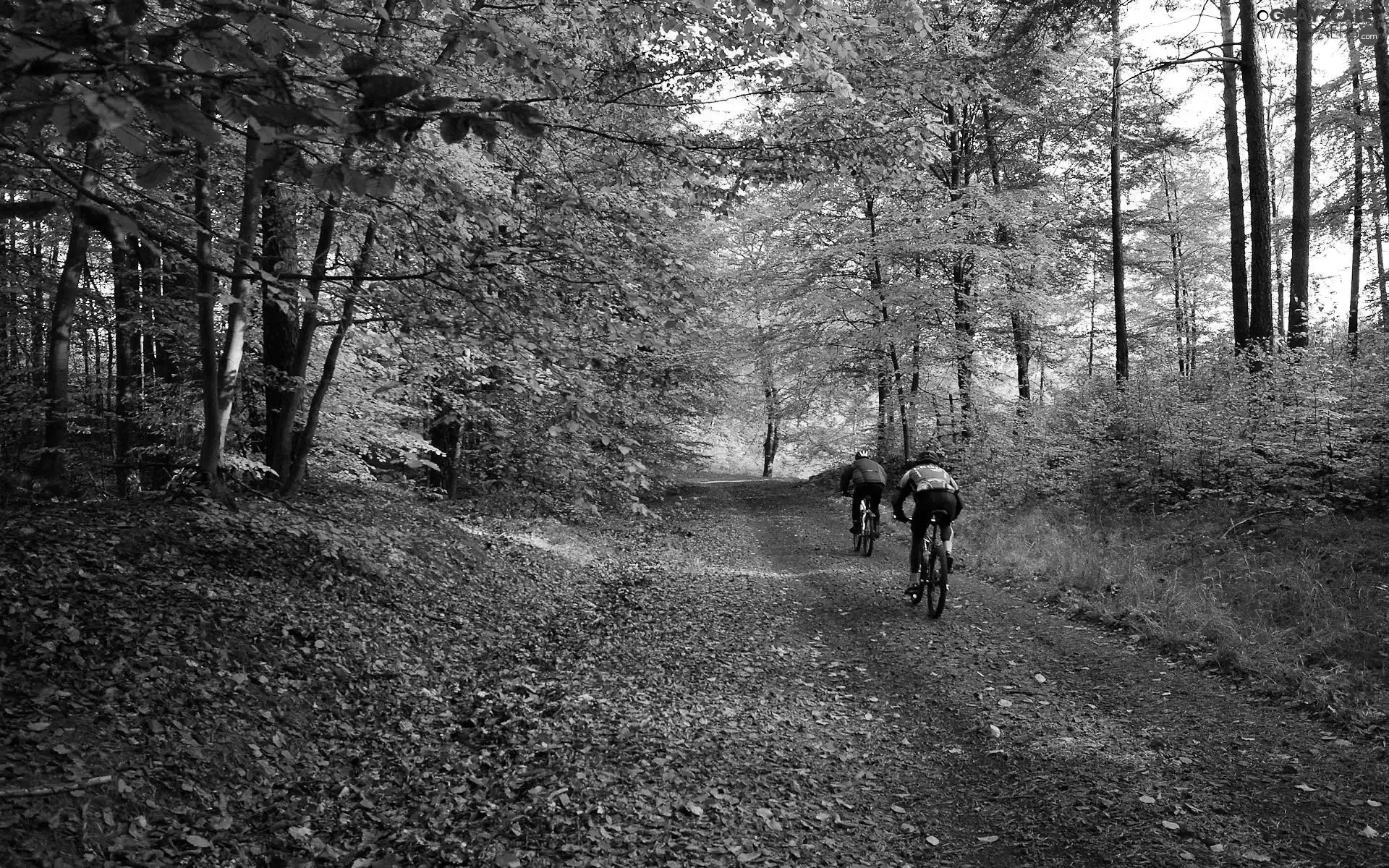 Leaf, autumn, Cyclists