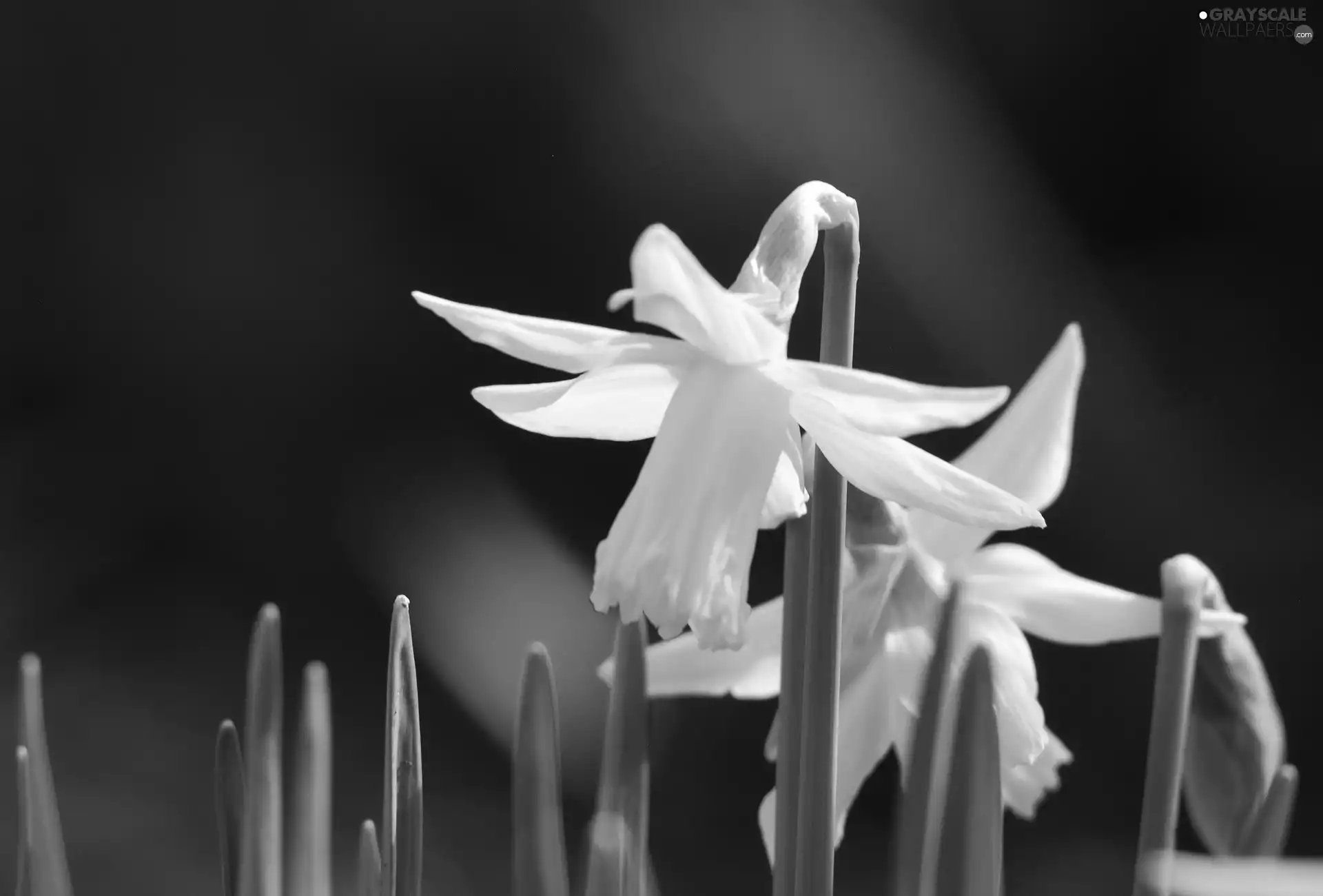 Leaf, Three, Daffodils