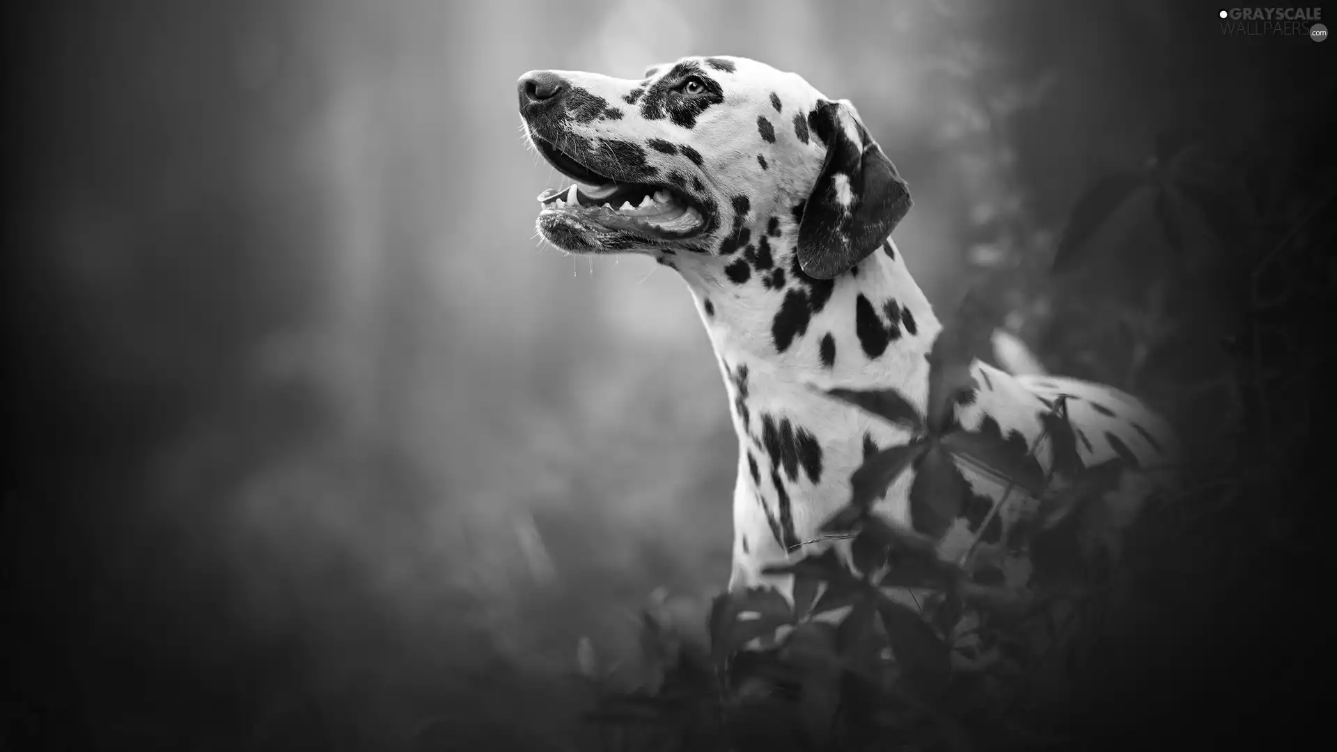 dog, muzzle, Leaf, Dalmatian