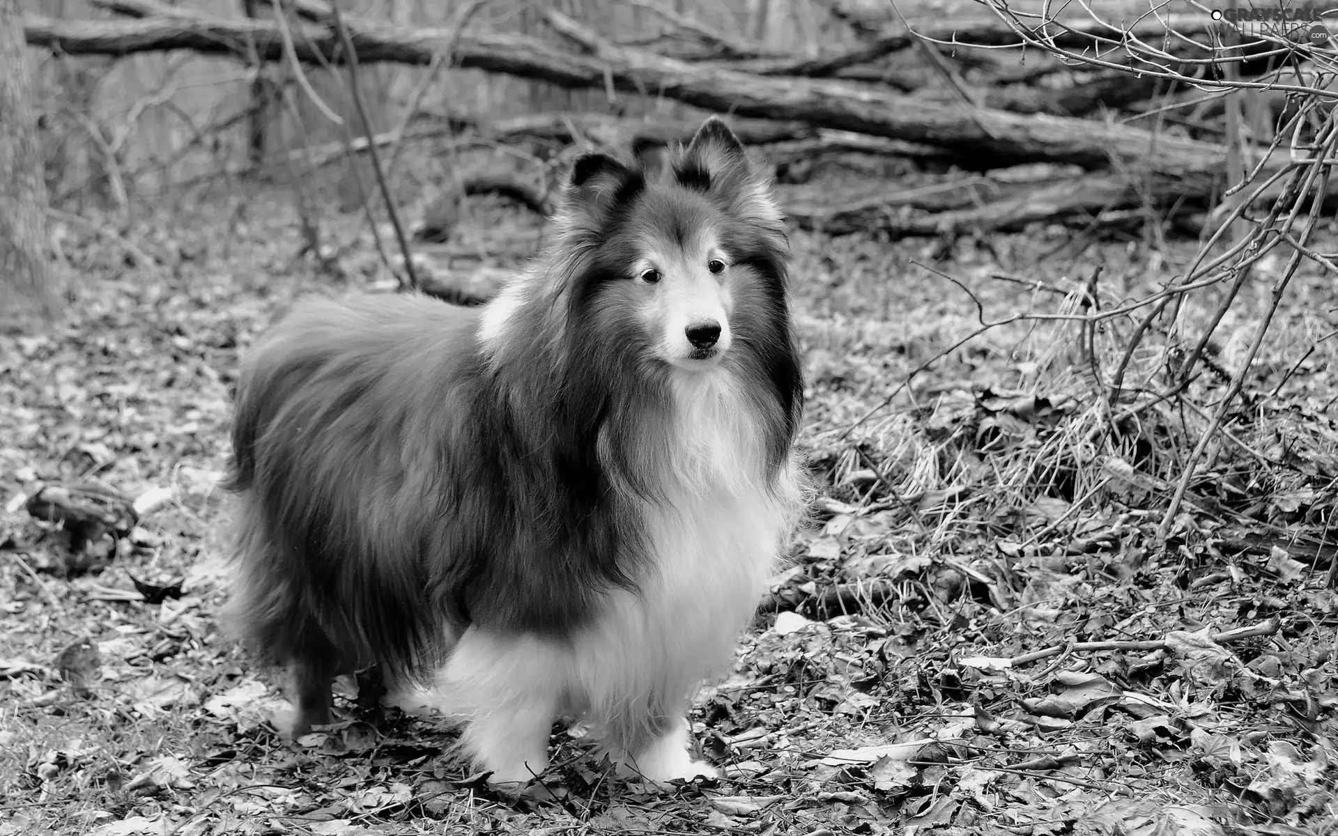 sheep-dog, Park, Leaf, Scotch