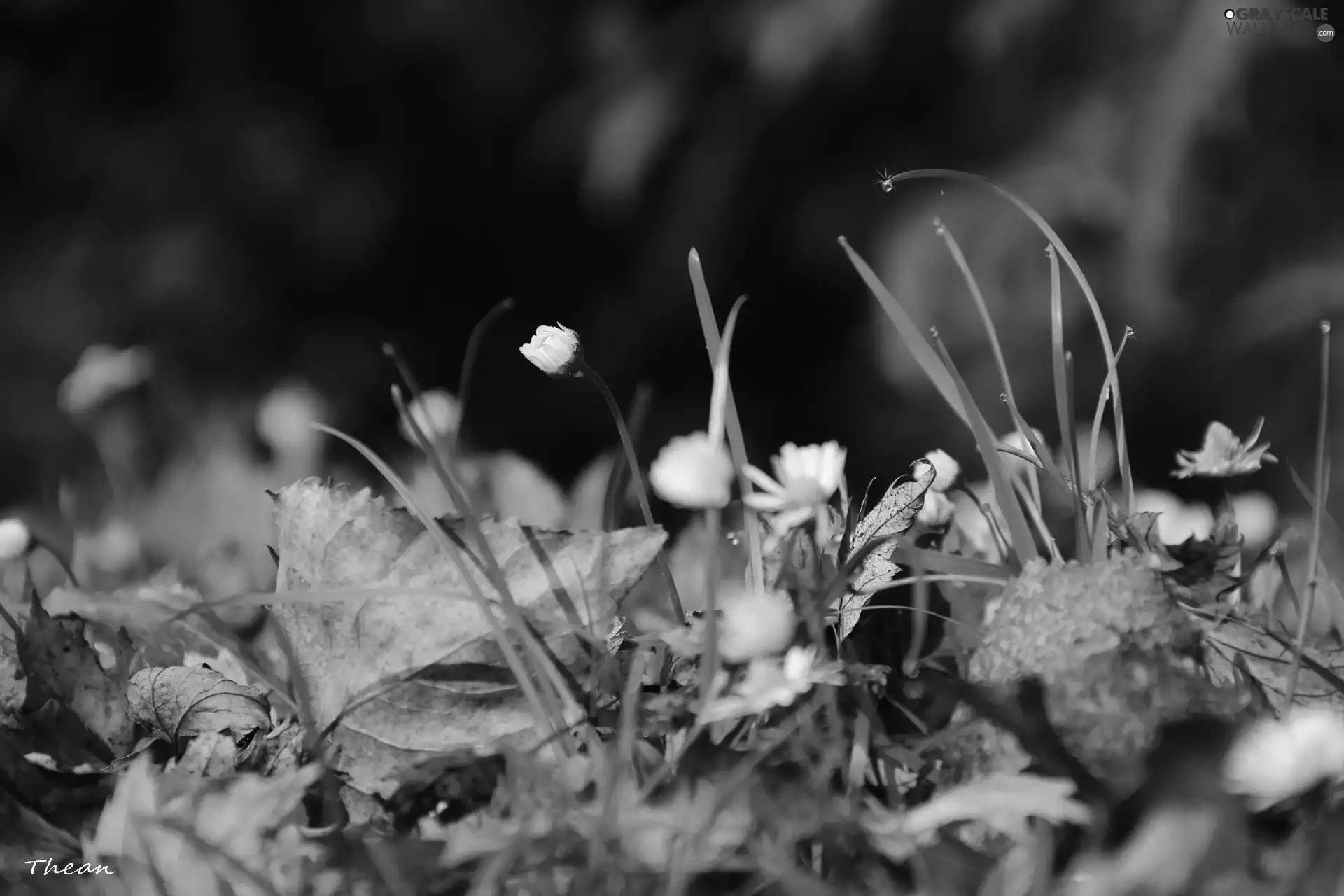 Leaf, droplets, grass, dry, daisies