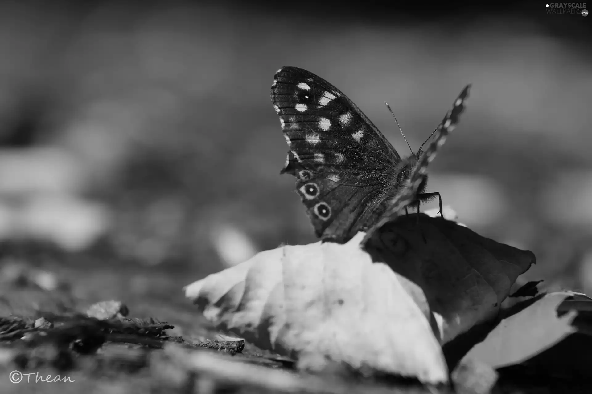 leaf, butterfly, dry