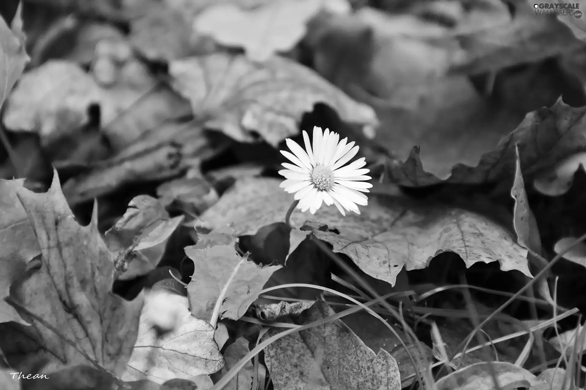 Leaf, daisy, dry