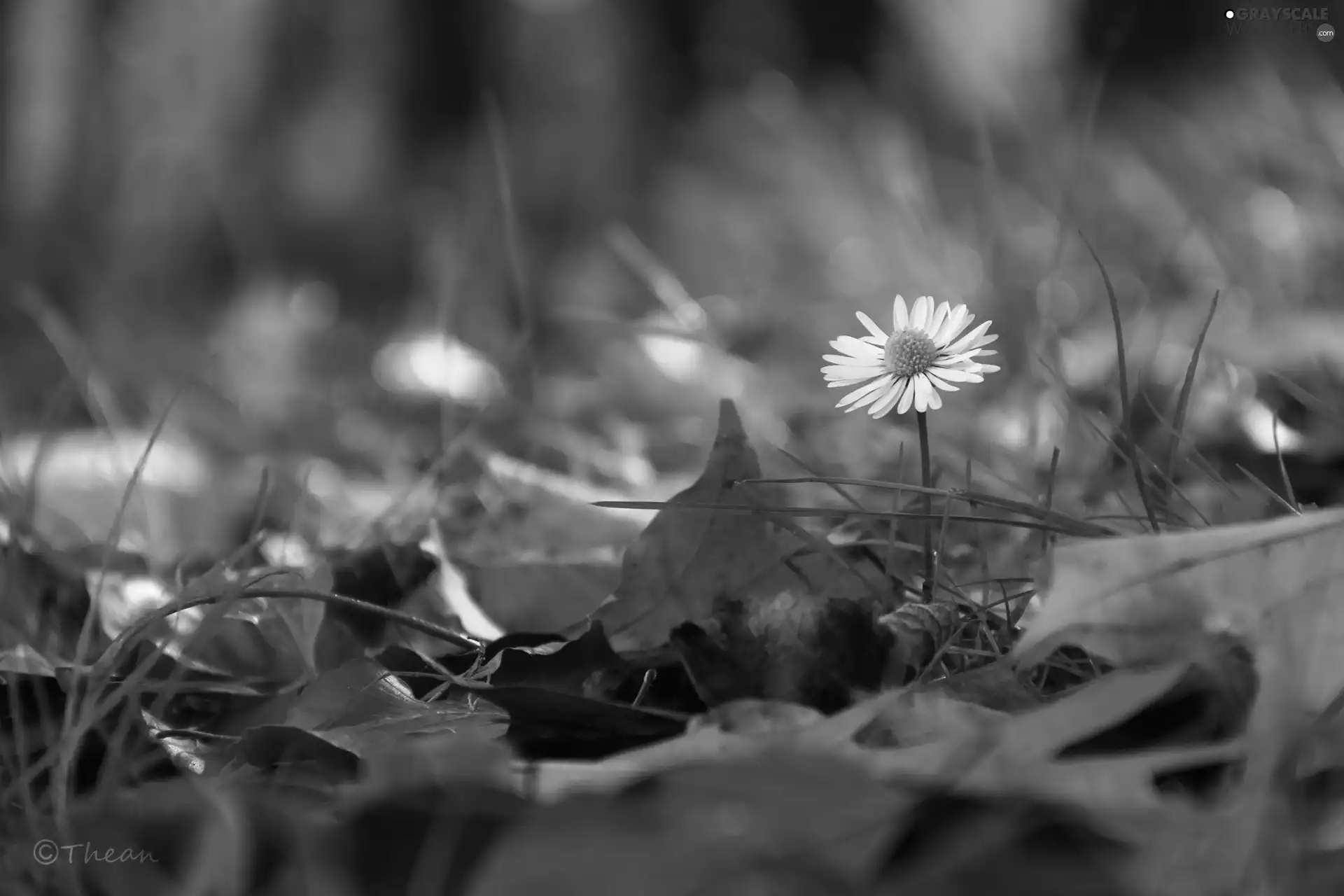 Leaf, daisy, dry