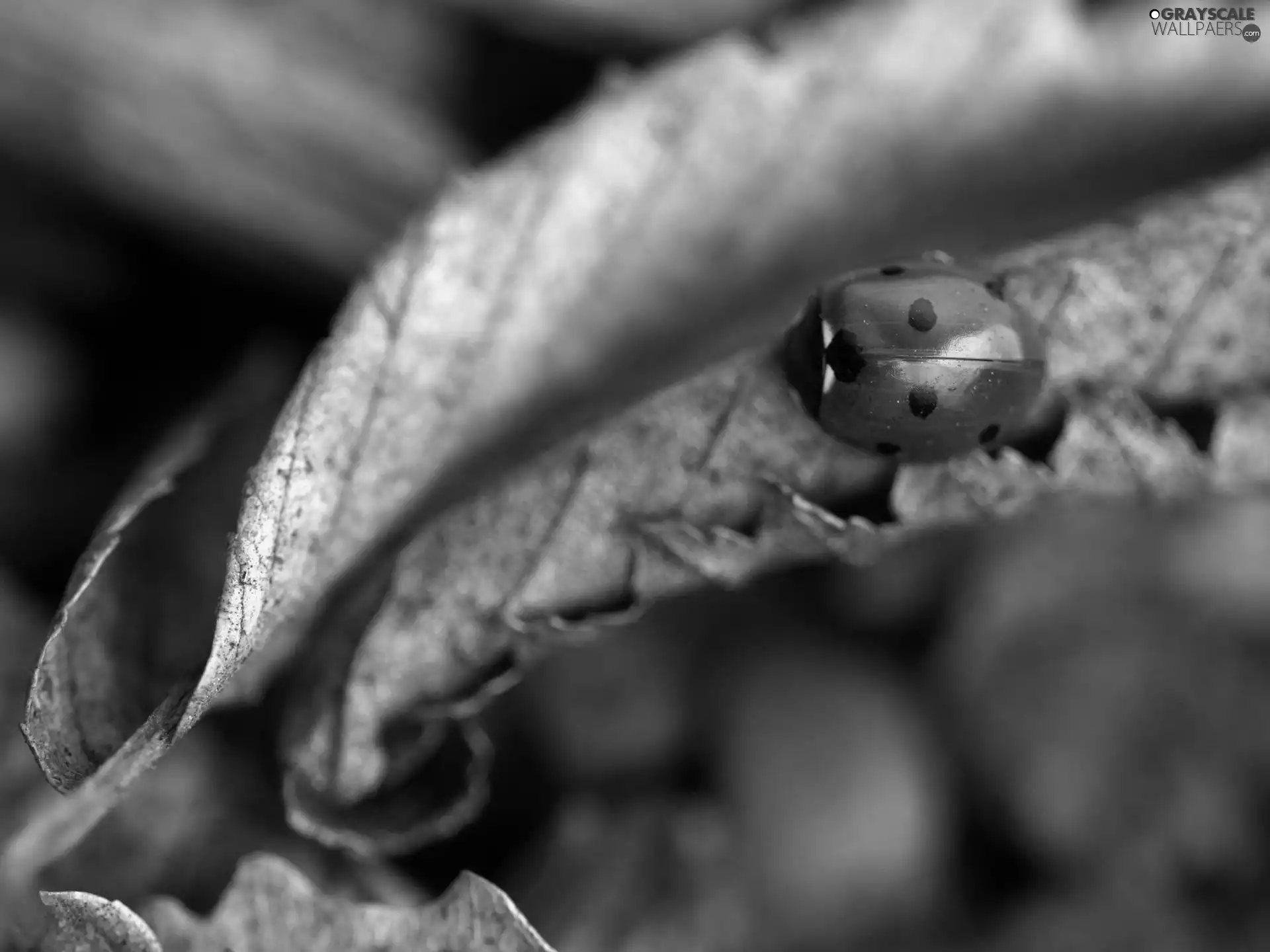 Leaf, ladybird, dry