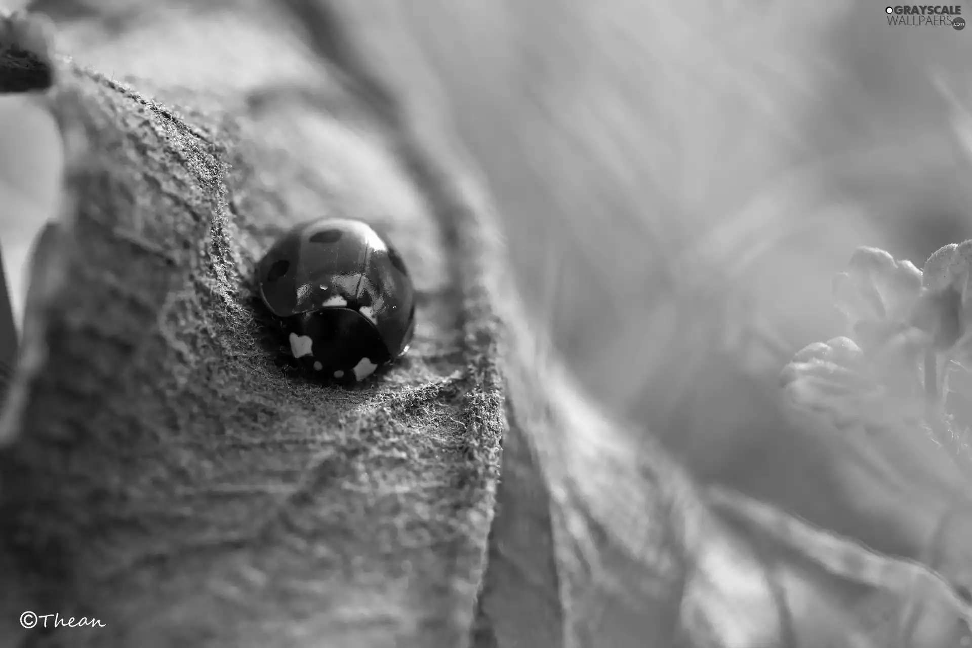 leaf, ladybird, dry