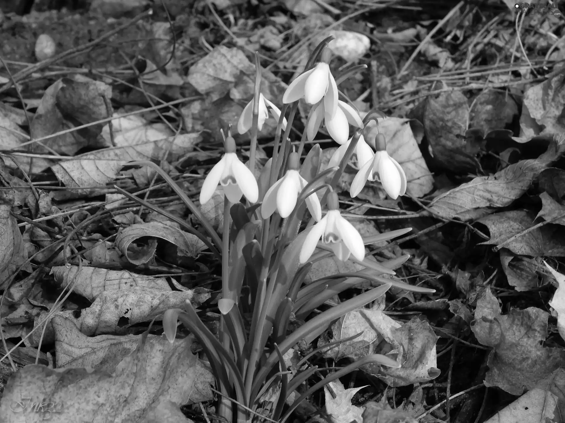 Leaf, snowdrops, dry