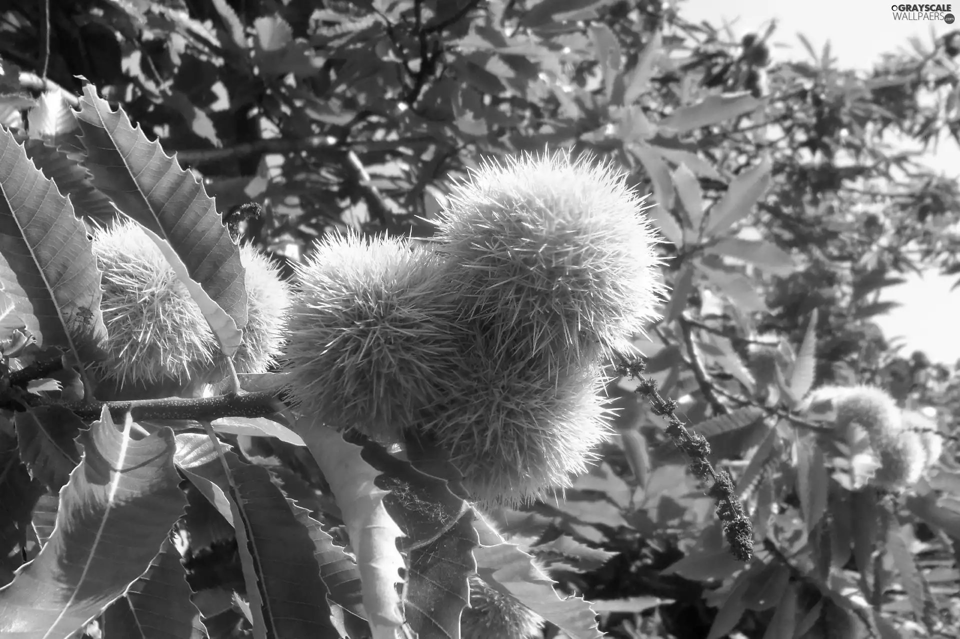 Leaf, chestnuts, edible