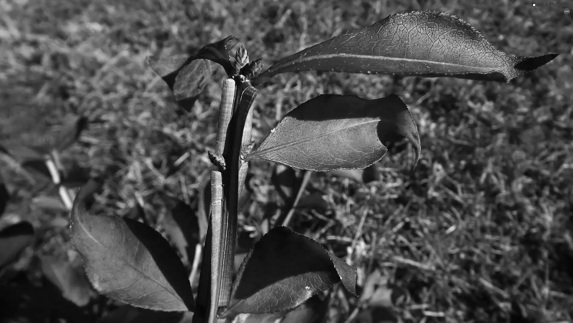 Euonymus, Red, Leaf, twig