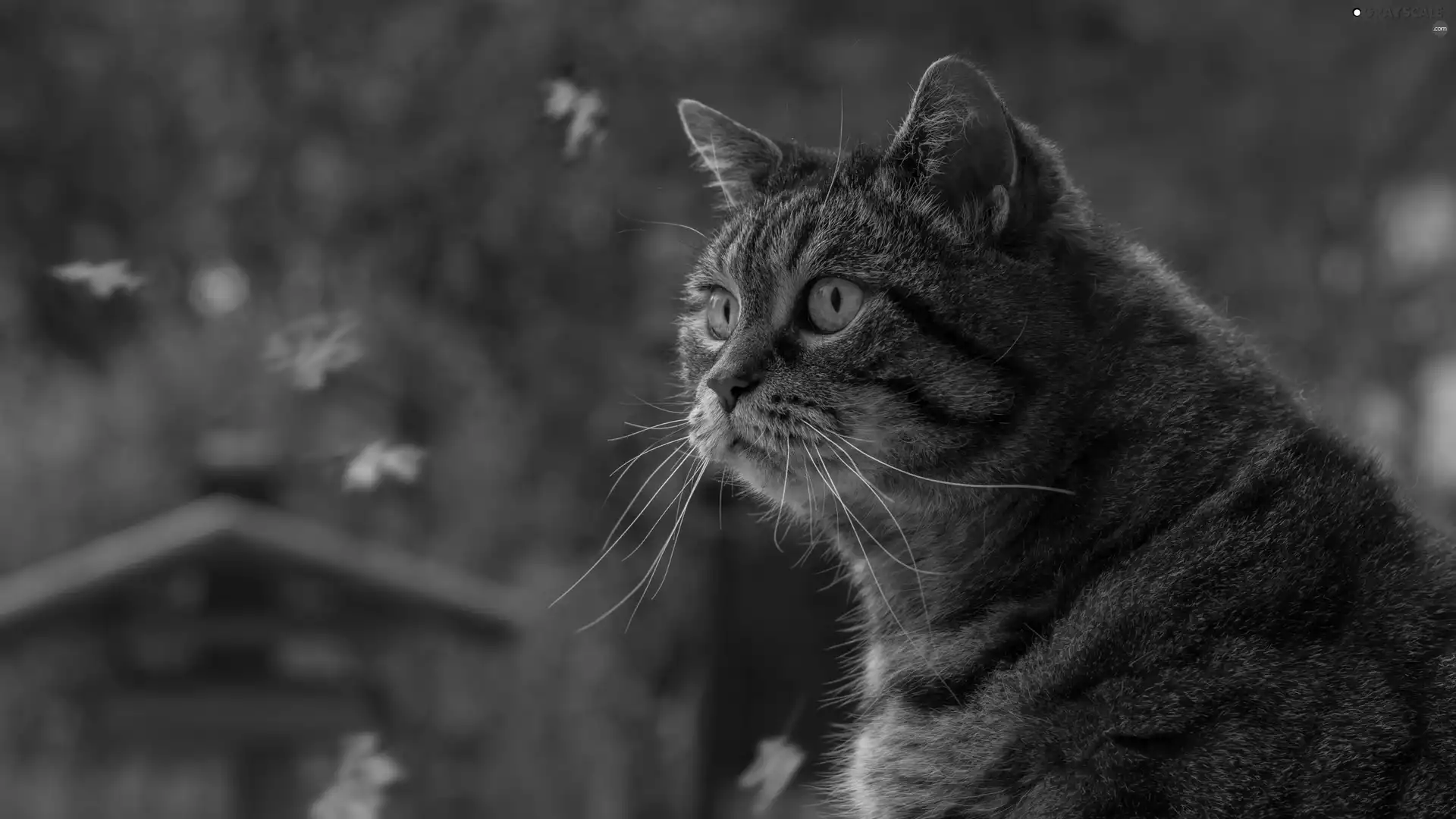 profile, dun, Eyes, Leaf, green ones, cat