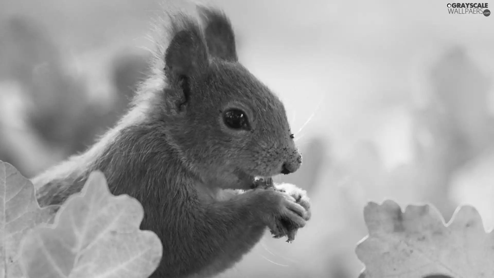 Leaf, squirrel, feet