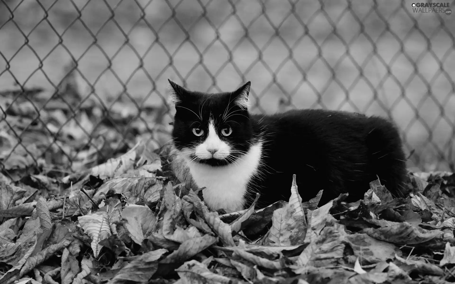 Leaf, fence, cat, Autumn, Black
