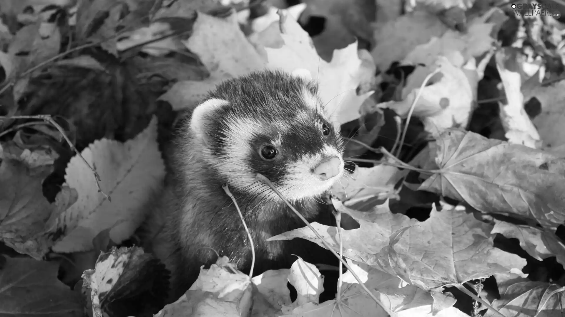 ferret, autumn, Leaf, muzzle