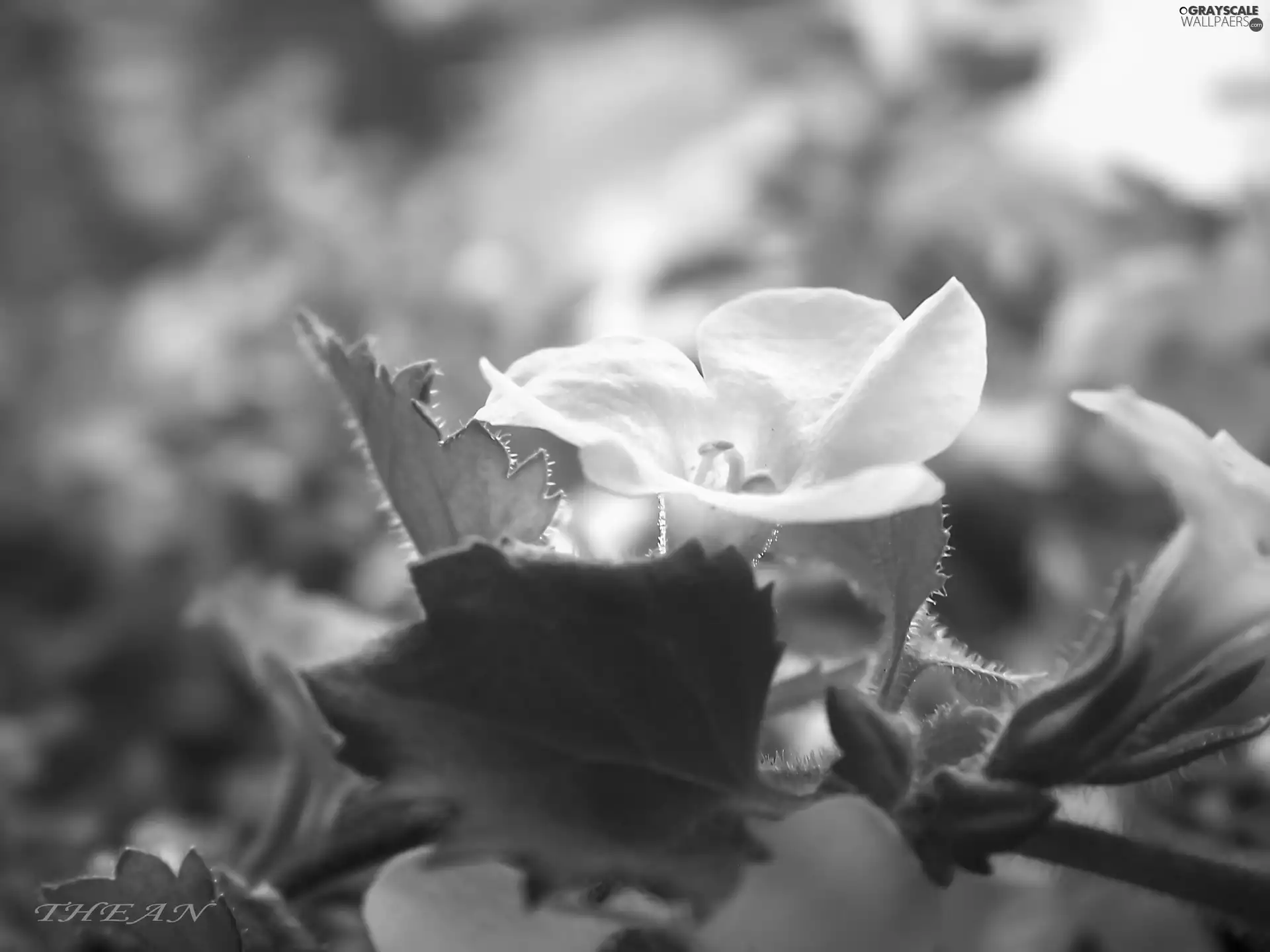 Leaf, White, Flower
