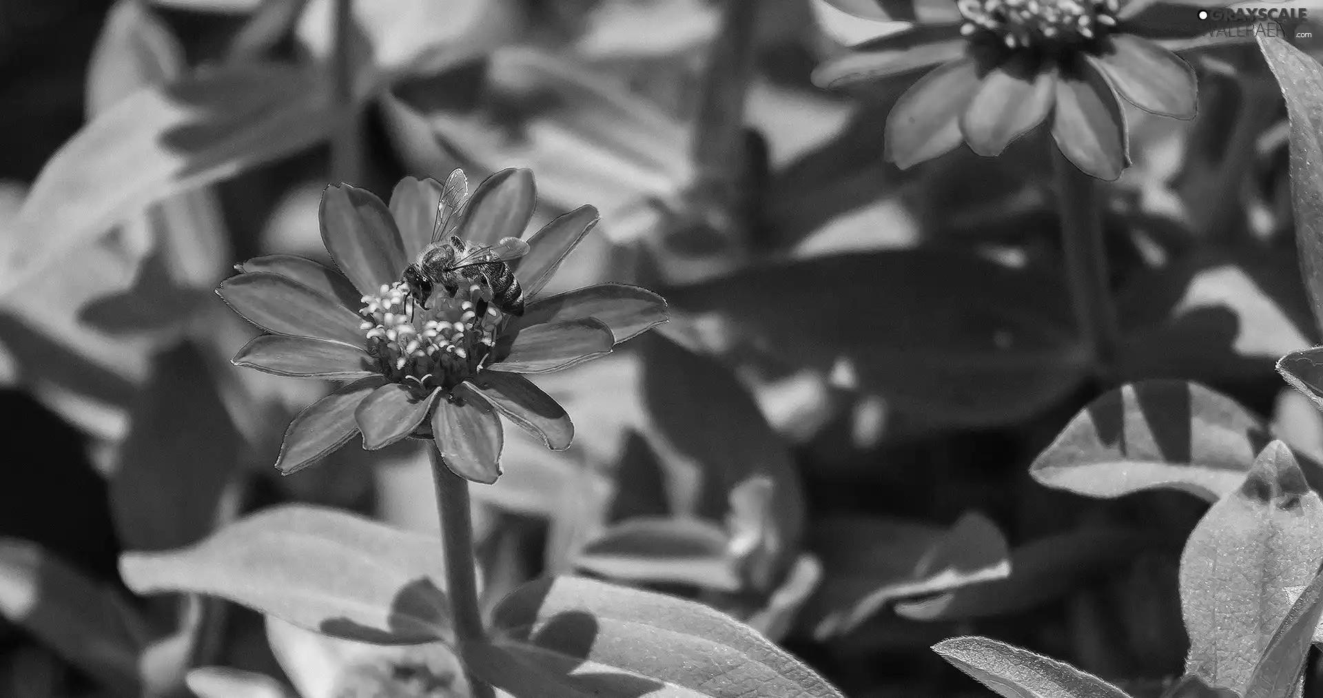 Leaf, bee, Flowers