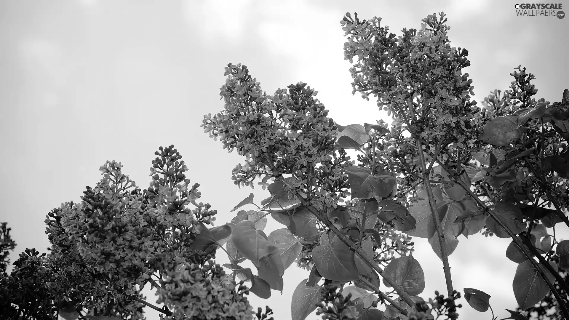 Twigs, Leaf, Flowers, without, Bush