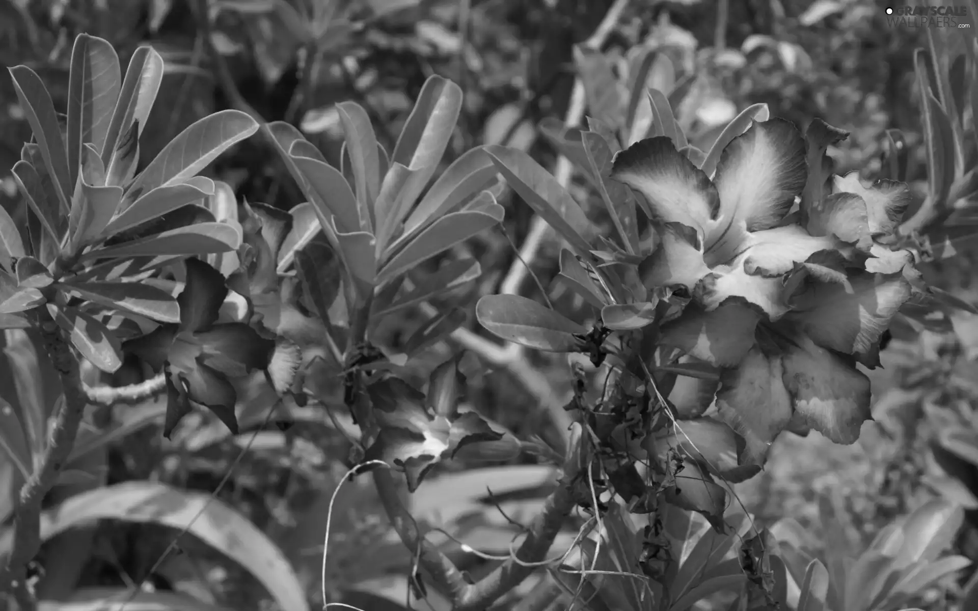 Leaf, Red, Flowers