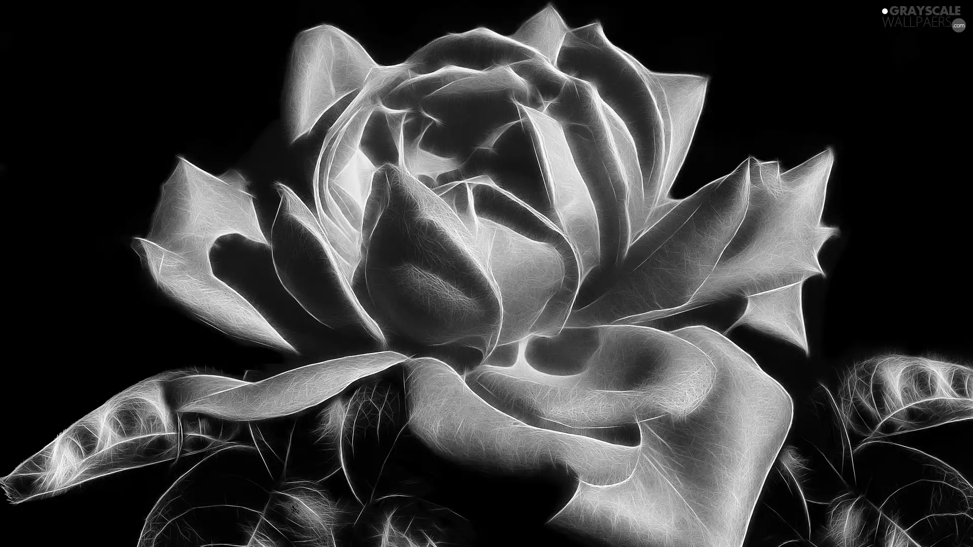 graphics, Fractalius, rose, Leaf, Colourfull Flowers