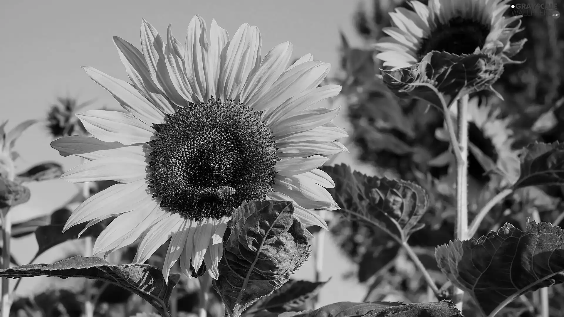 Leaf, Sunflower, Flowers
