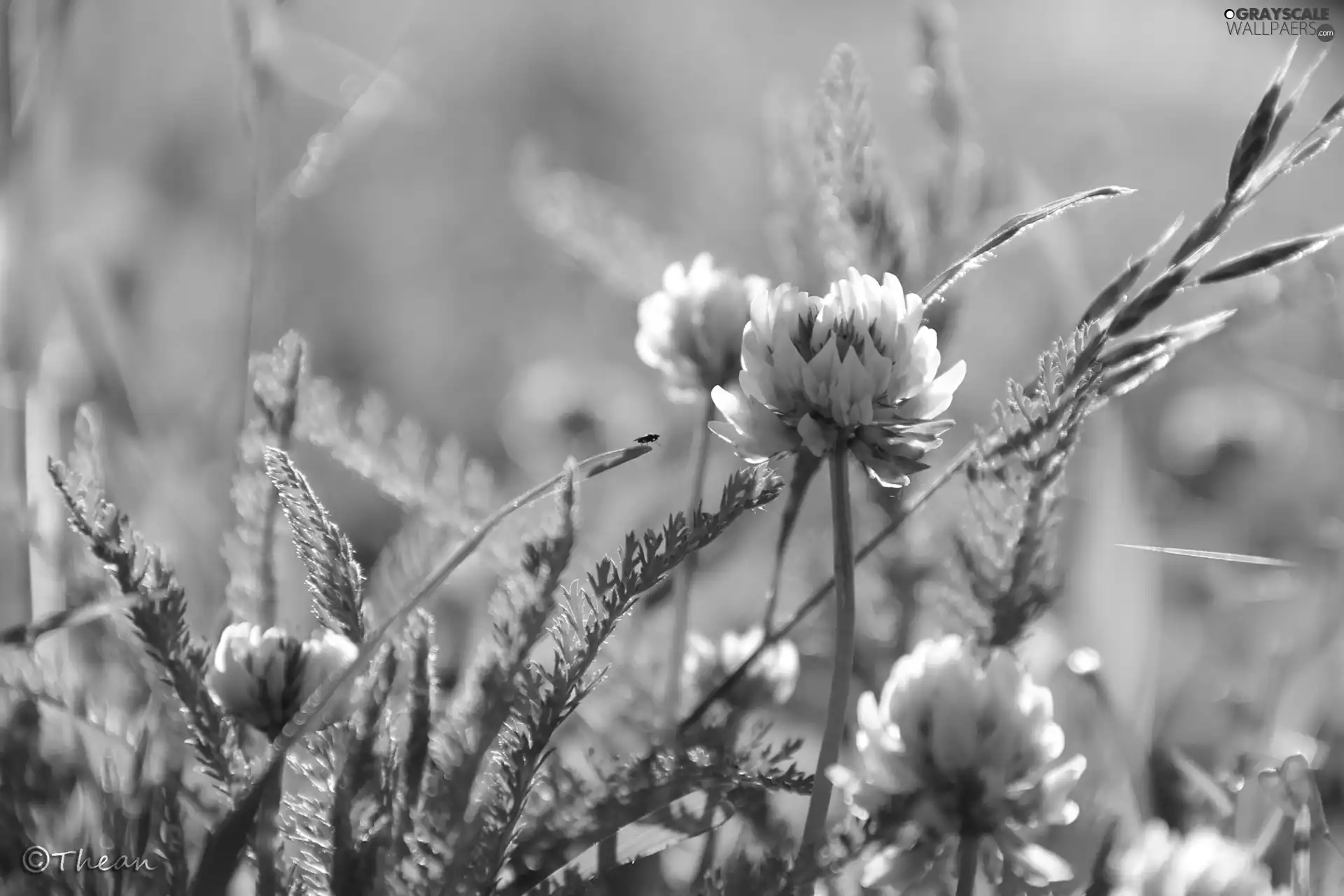 Leaf, trefoil, Flowers