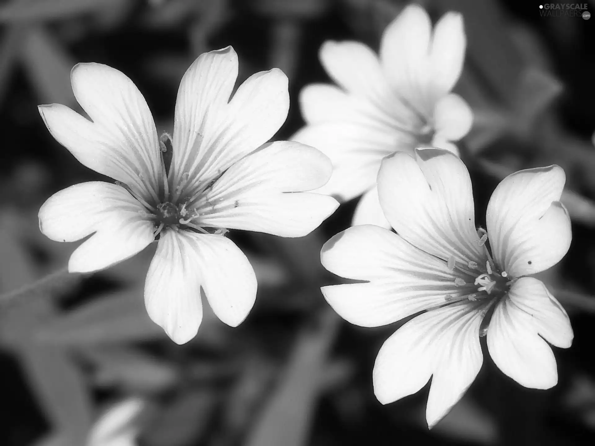 Leaf, White, Flowers