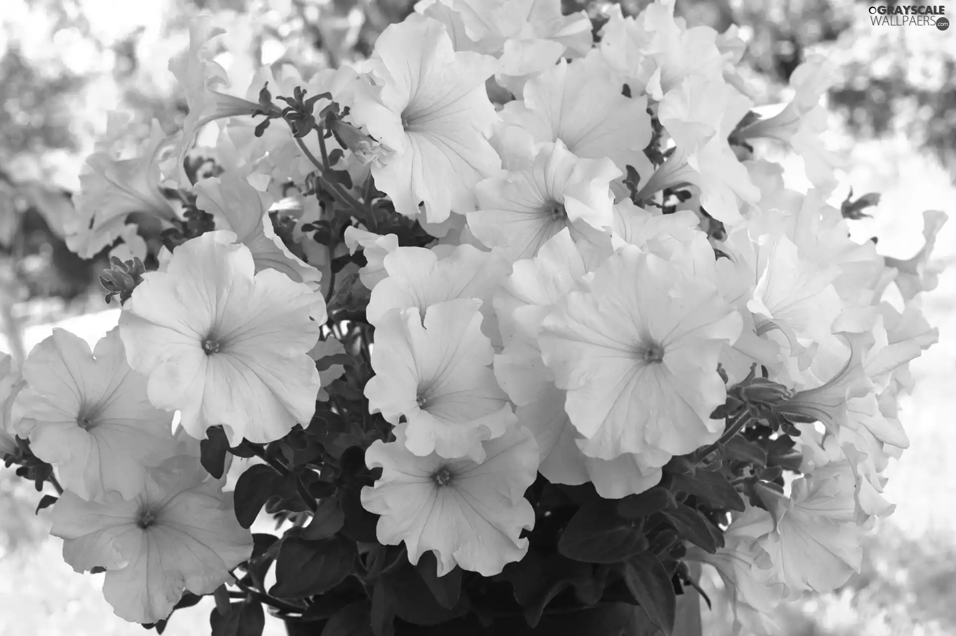 Leaf, White, Flowers
