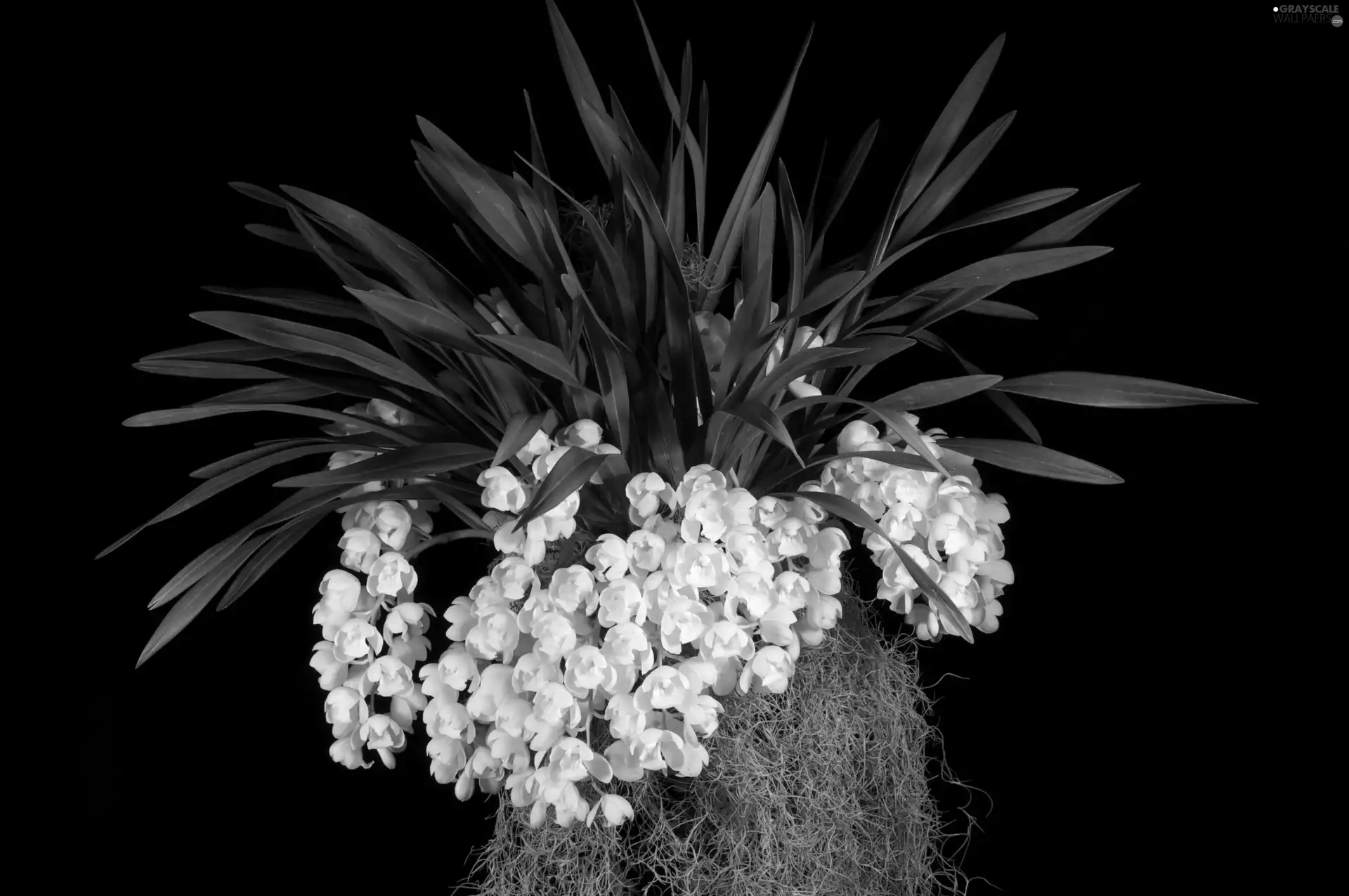 Leaf, White, flowers