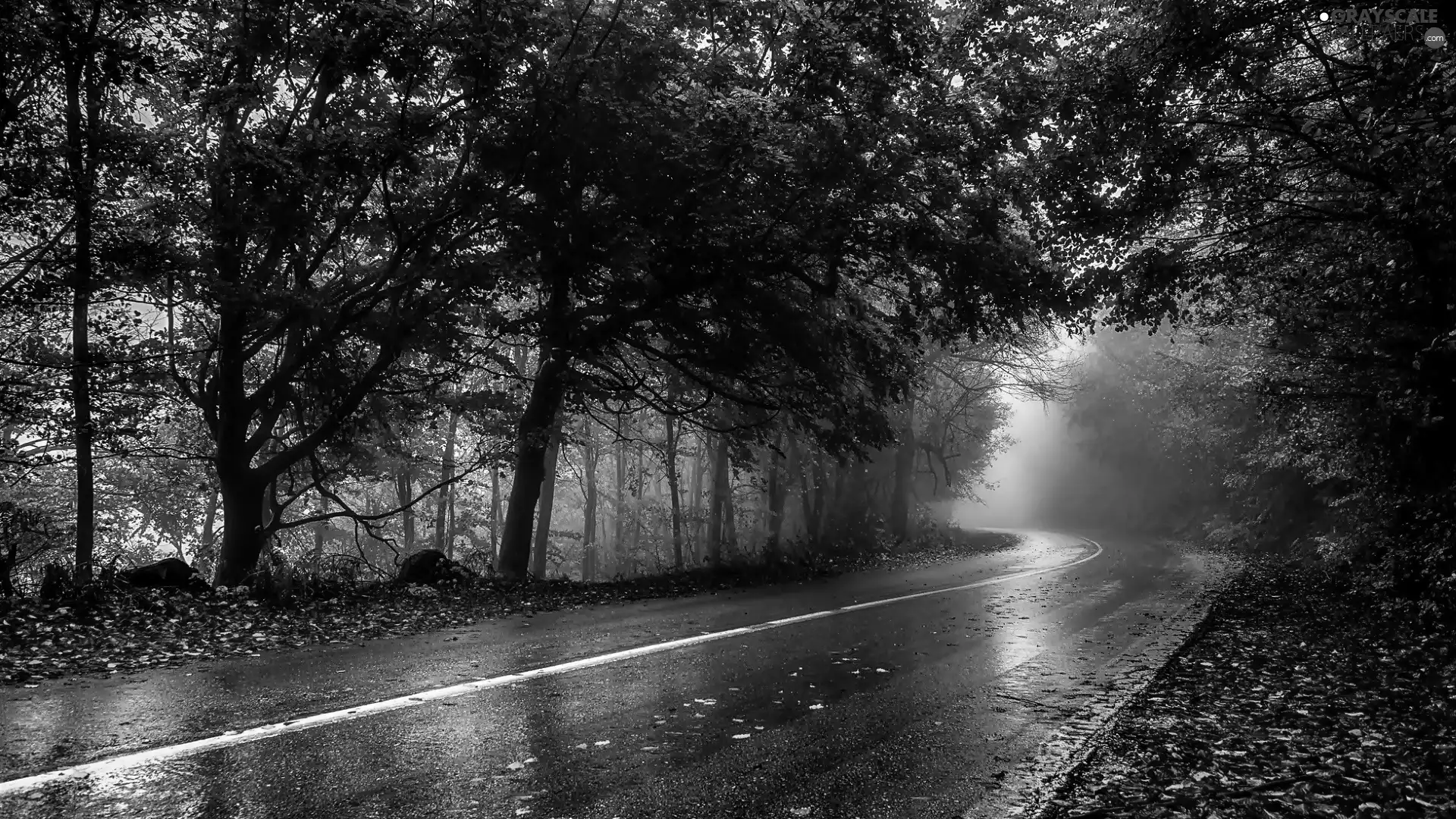 Leaf, Fog, Way, forest, autumn