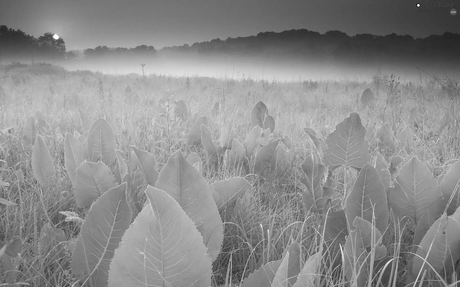 dew, rays, Leaf, Fog, grass, sun
