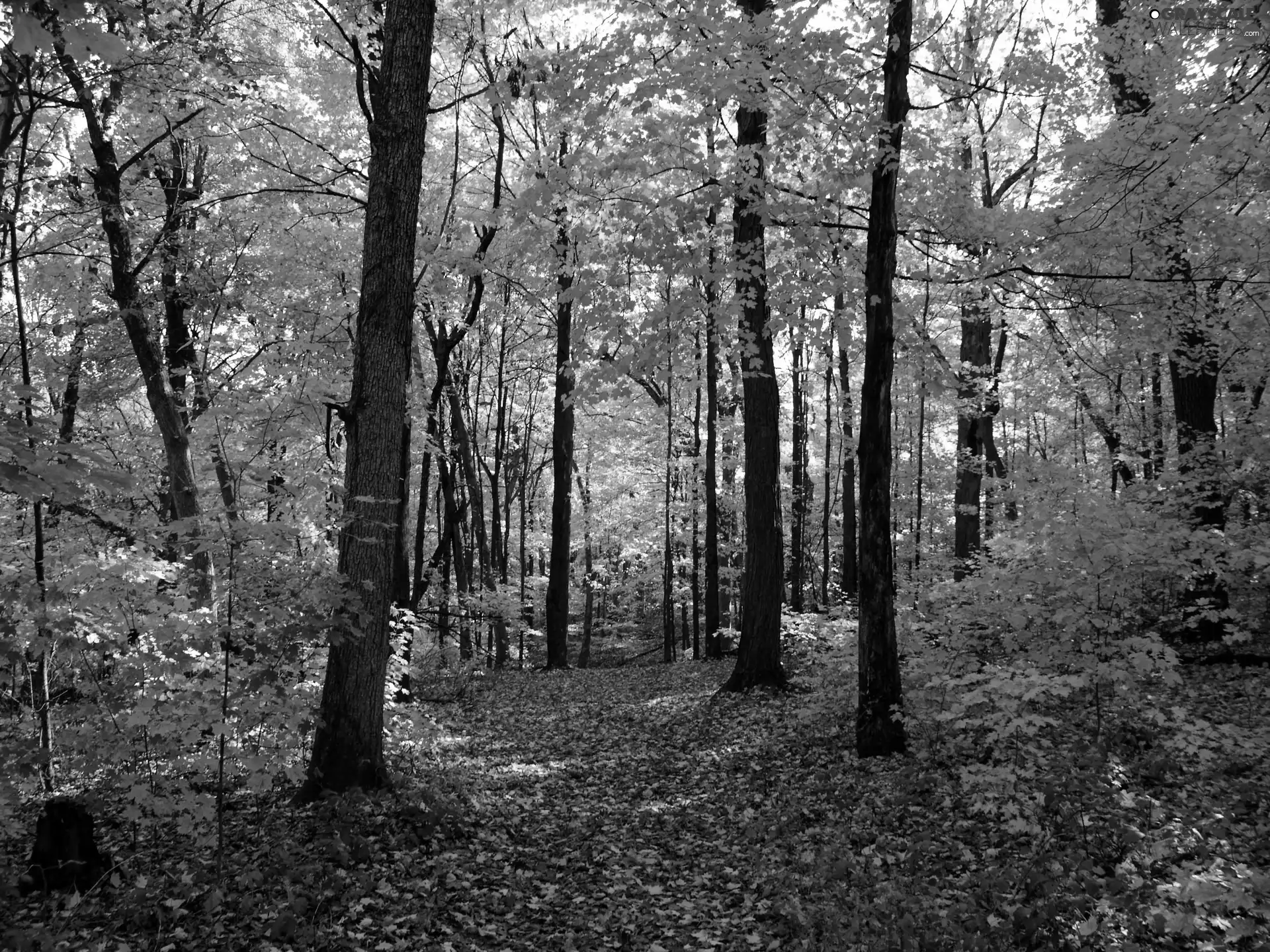 Leaf, autumn, forest