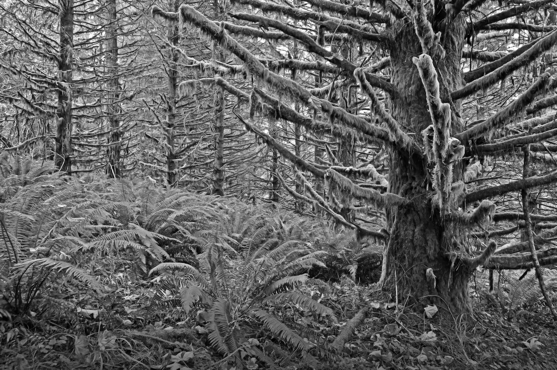 forest, fern, Leaf, mosses