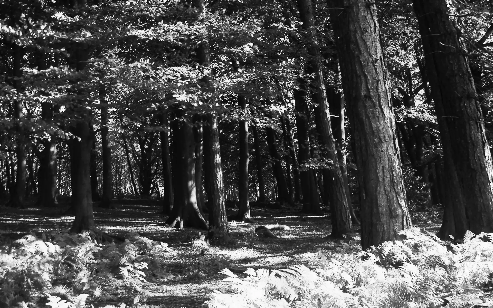 forest, fern, Leaf, trees