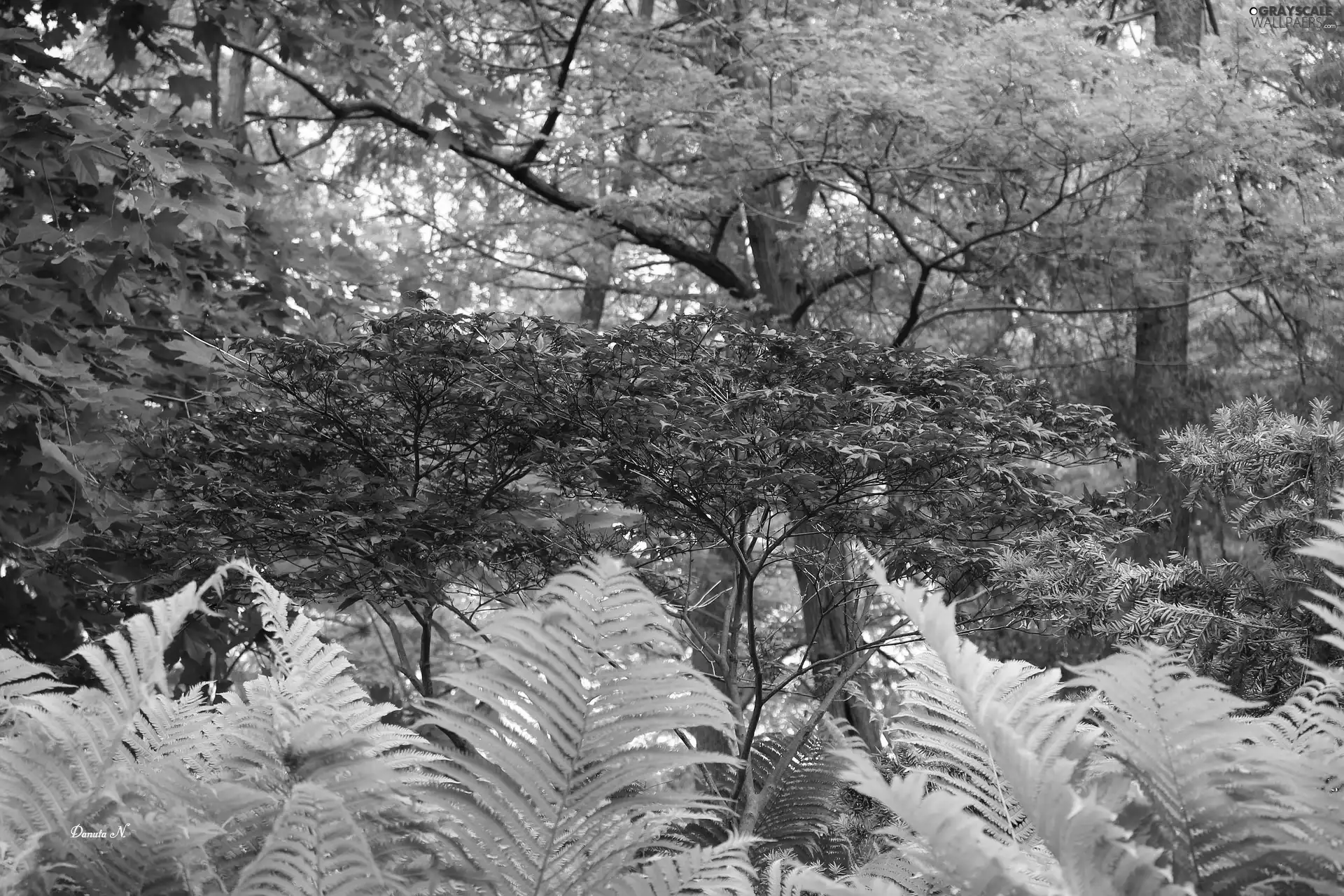 Leaf, Fern, forest