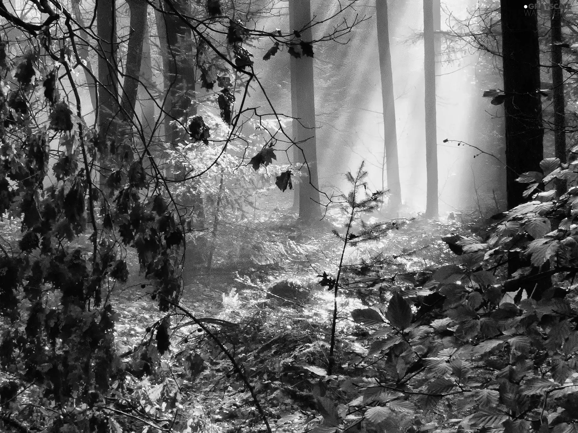 forest, Fog, Leaf, autumn