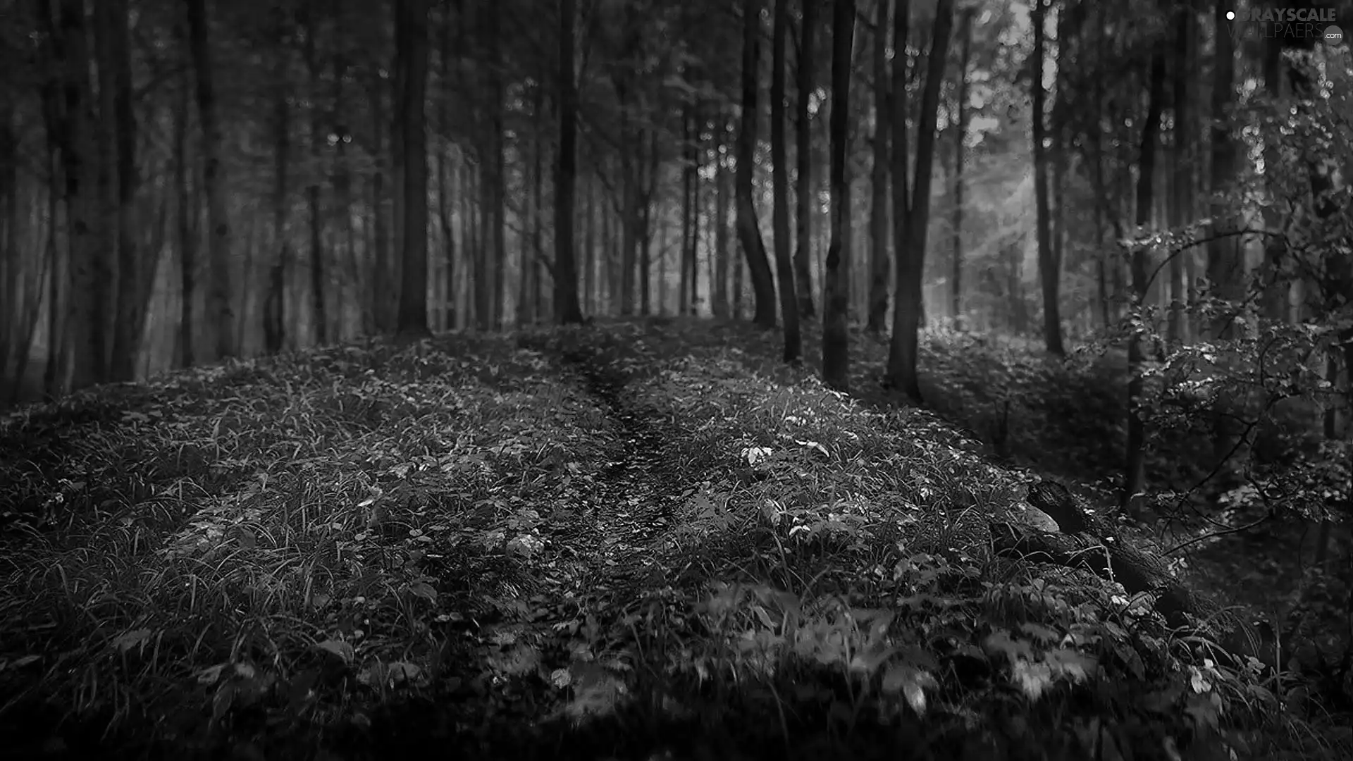 forest, viewes, Leaf, trees