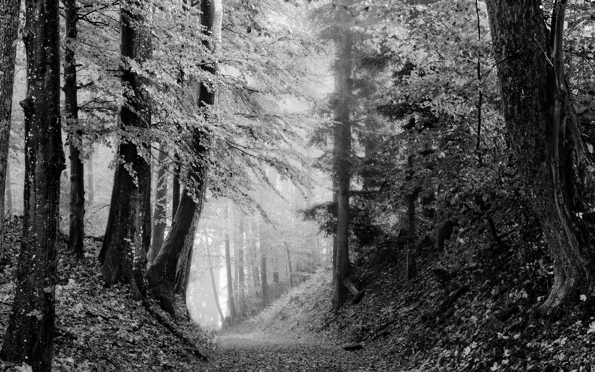 Leaf, Way, forest