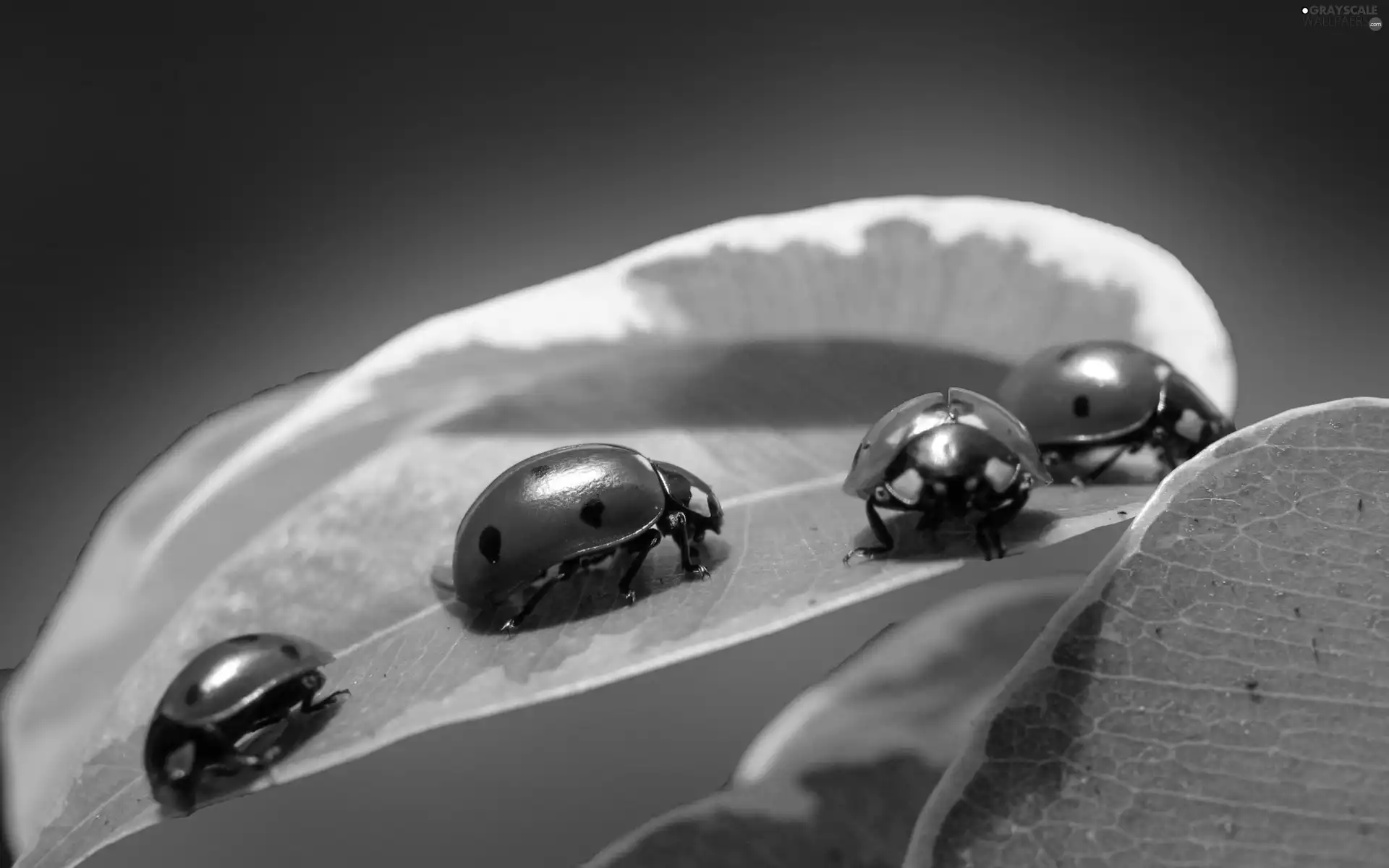 four, Green, leaf, ladybugs